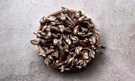 Percebes