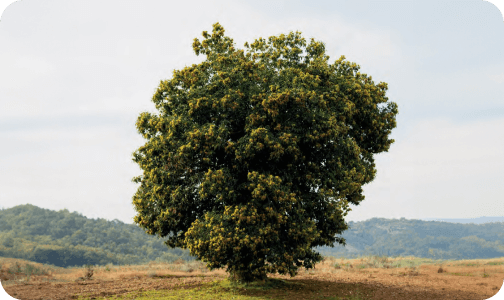 castanheiro