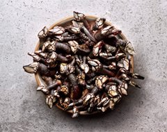 Percebes