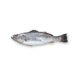 Corvina