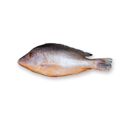 Pargo Mulato